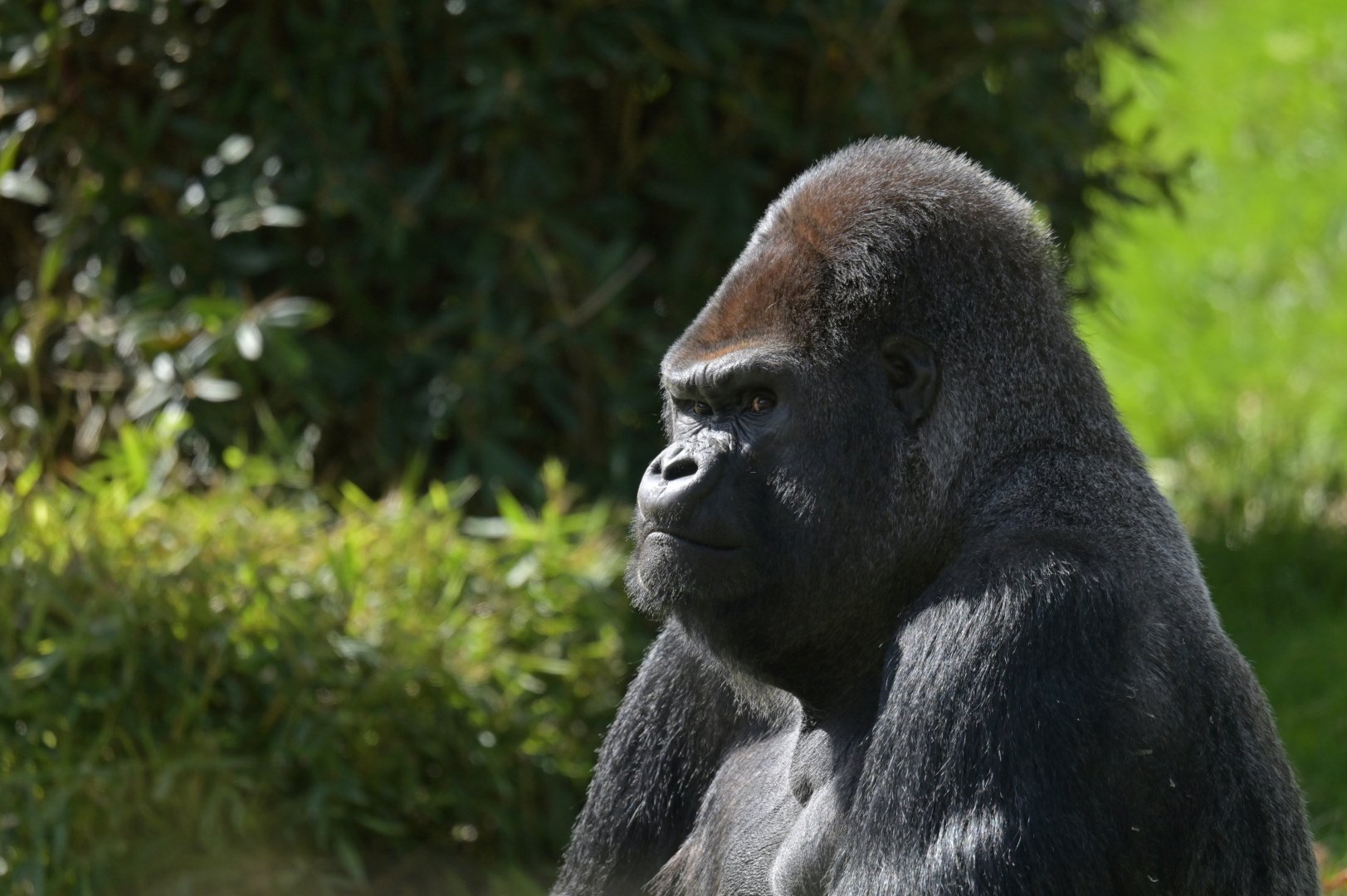 Western gorilla (Gorilla gorilla)