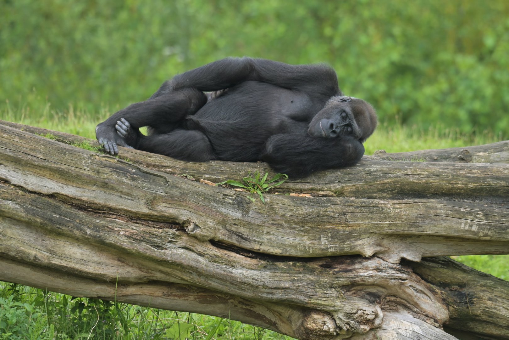 Western gorilla (Gorilla gorilla)