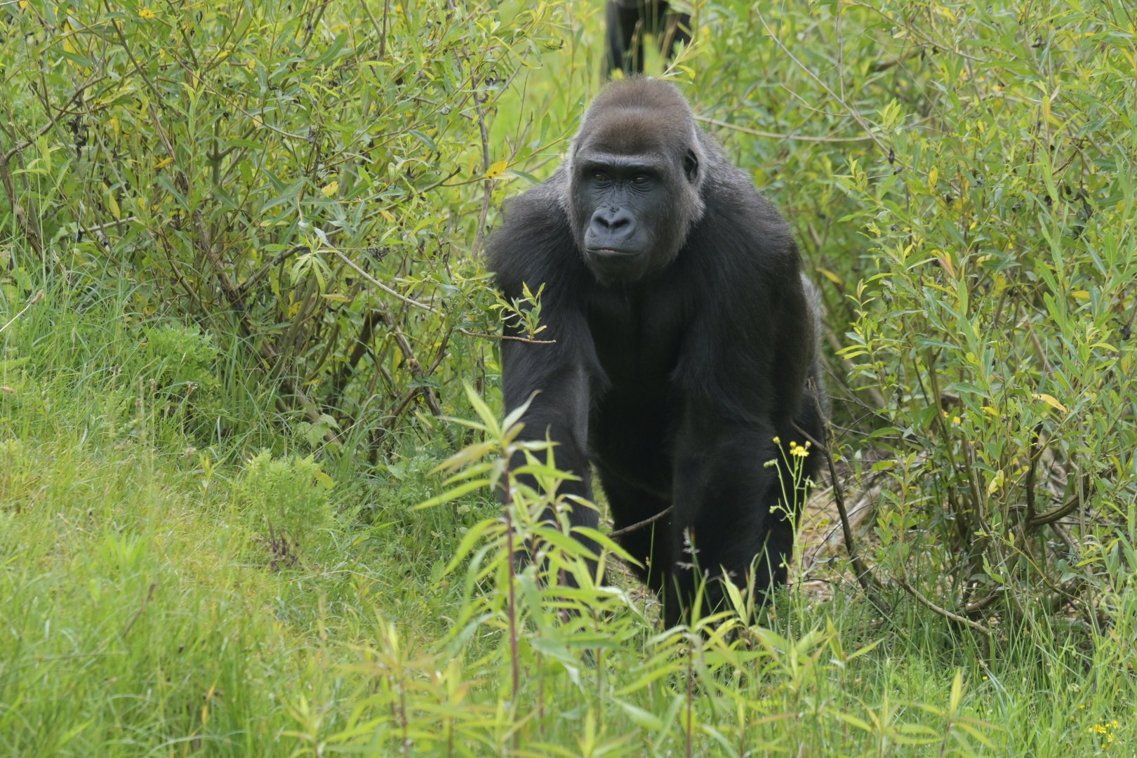 Western gorilla (Gorilla gorilla)