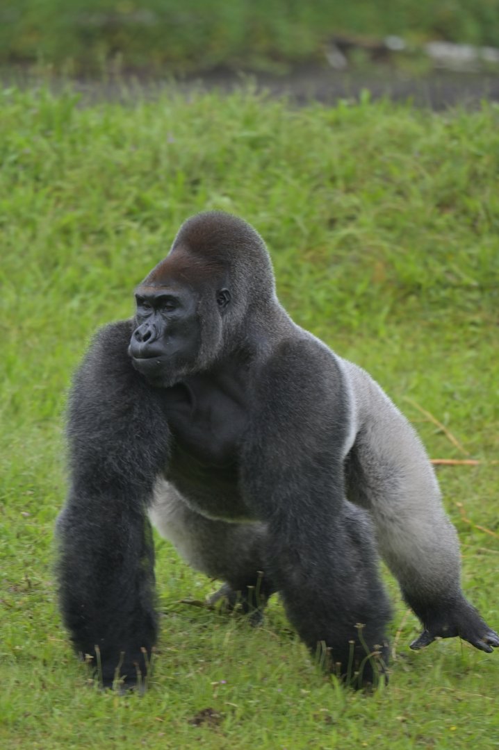 Western gorilla (Gorilla gorilla)