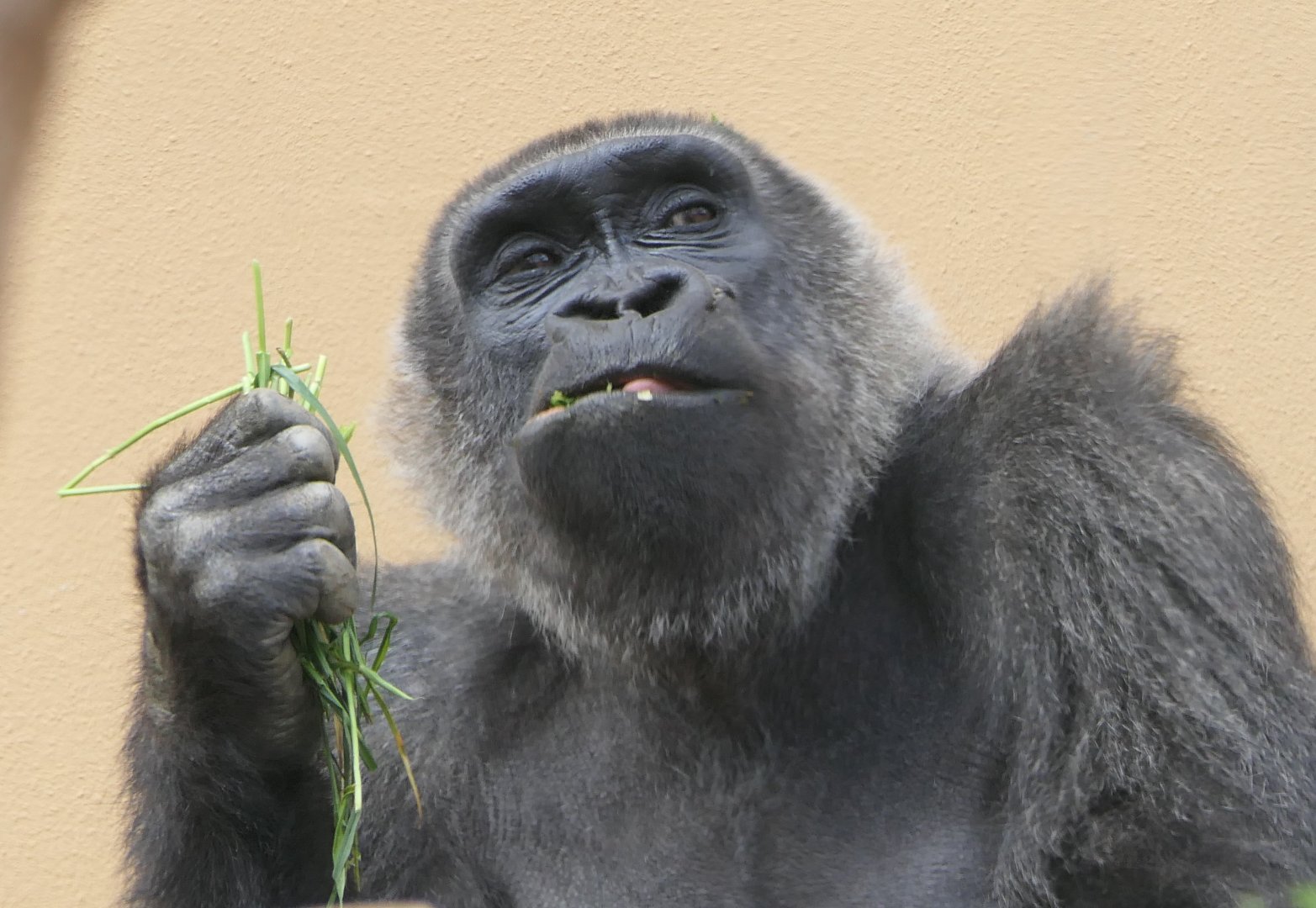Western Gorilla (Gorilla gorilla)