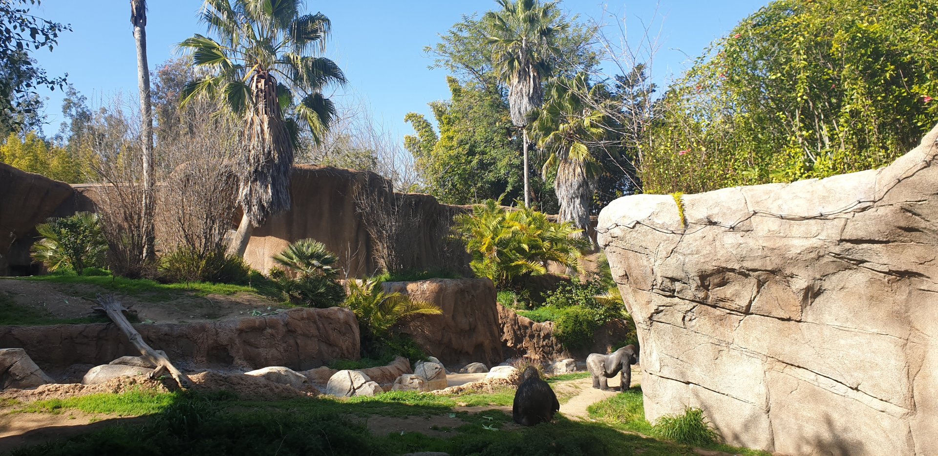 Western Gorilla, Gorilla reserve