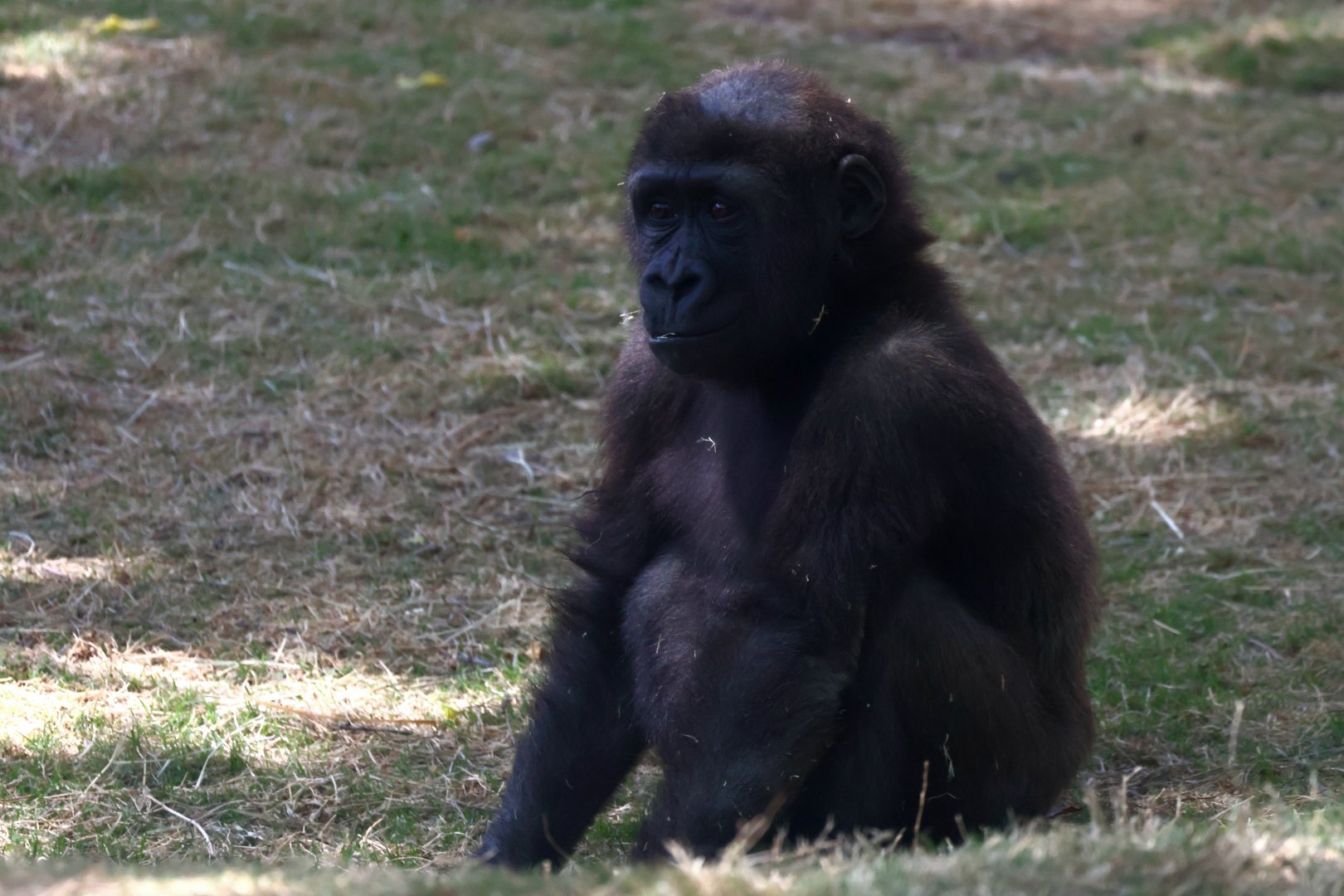 Western Gorilla Infant