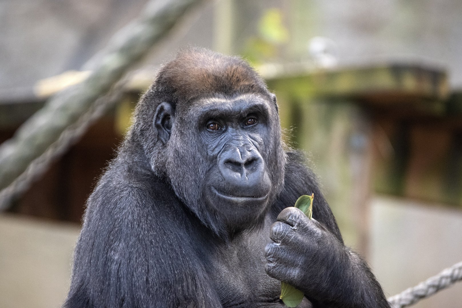 Western gorilla 'Johari'