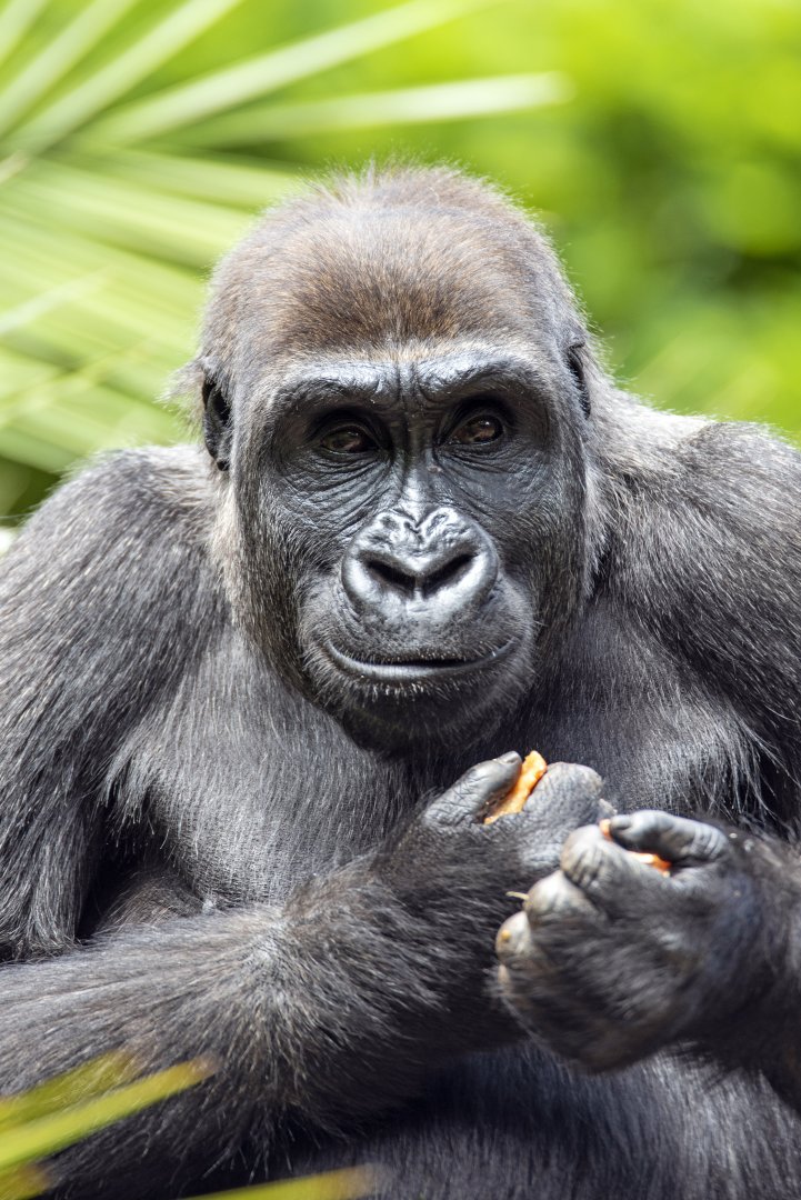 Western gorilla 'Kanzi'