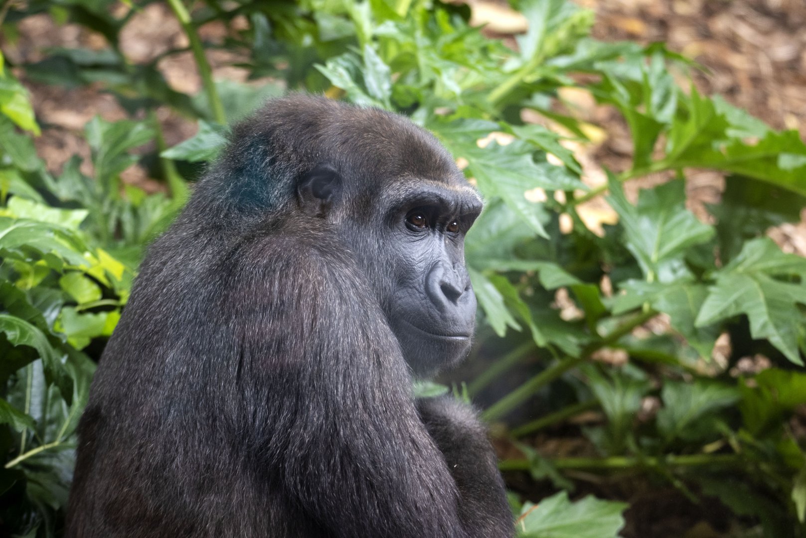 Western gorilla 'Kanzi'