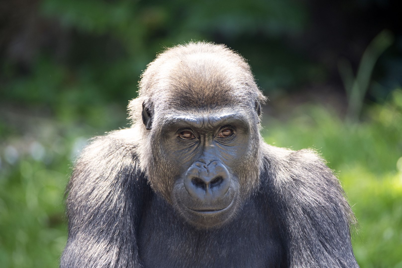 Western gorilla 'Kanzi'