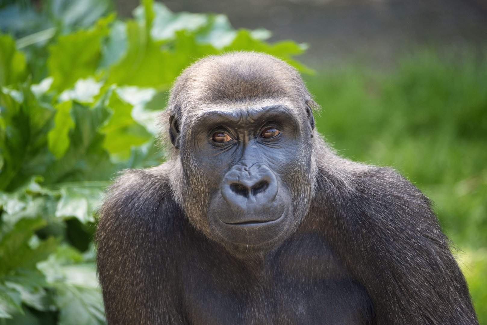 Western gorilla 'Kanzi'