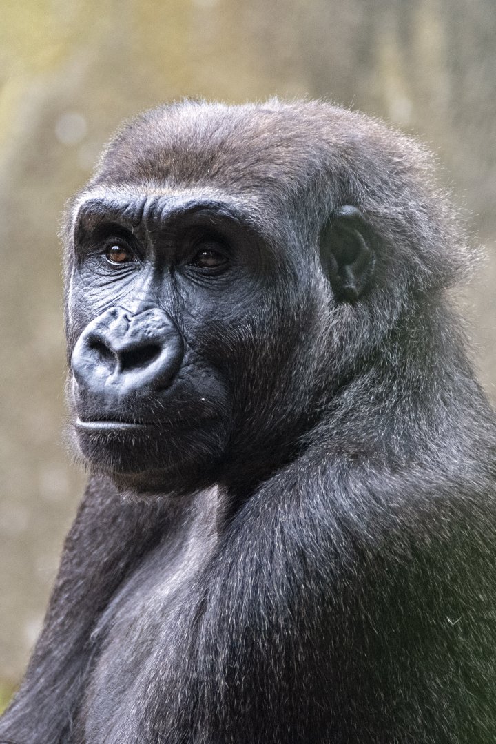 Western gorilla 'Kanzi'
