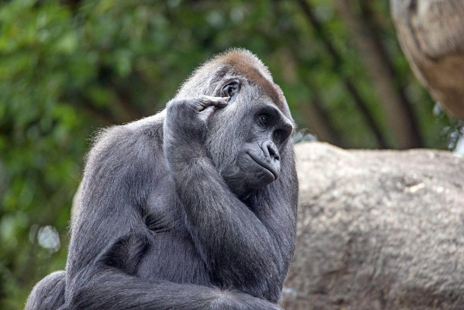 Western gorilla 'Kimya'