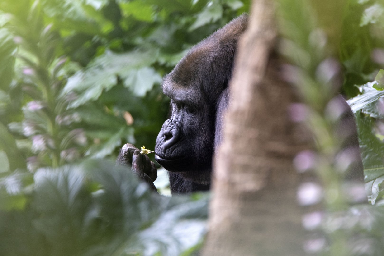 Western gorilla 'Kimya'