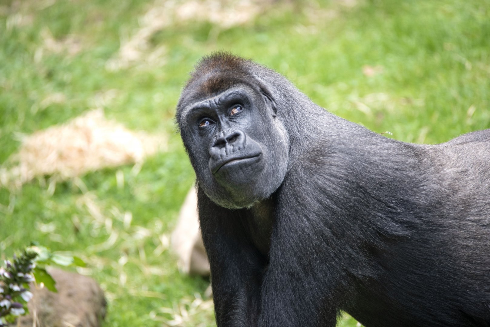 Western gorilla 'Kimya'
