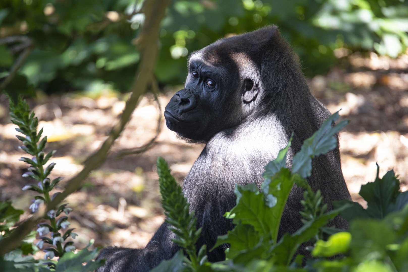 Western gorilla 'Kimya'