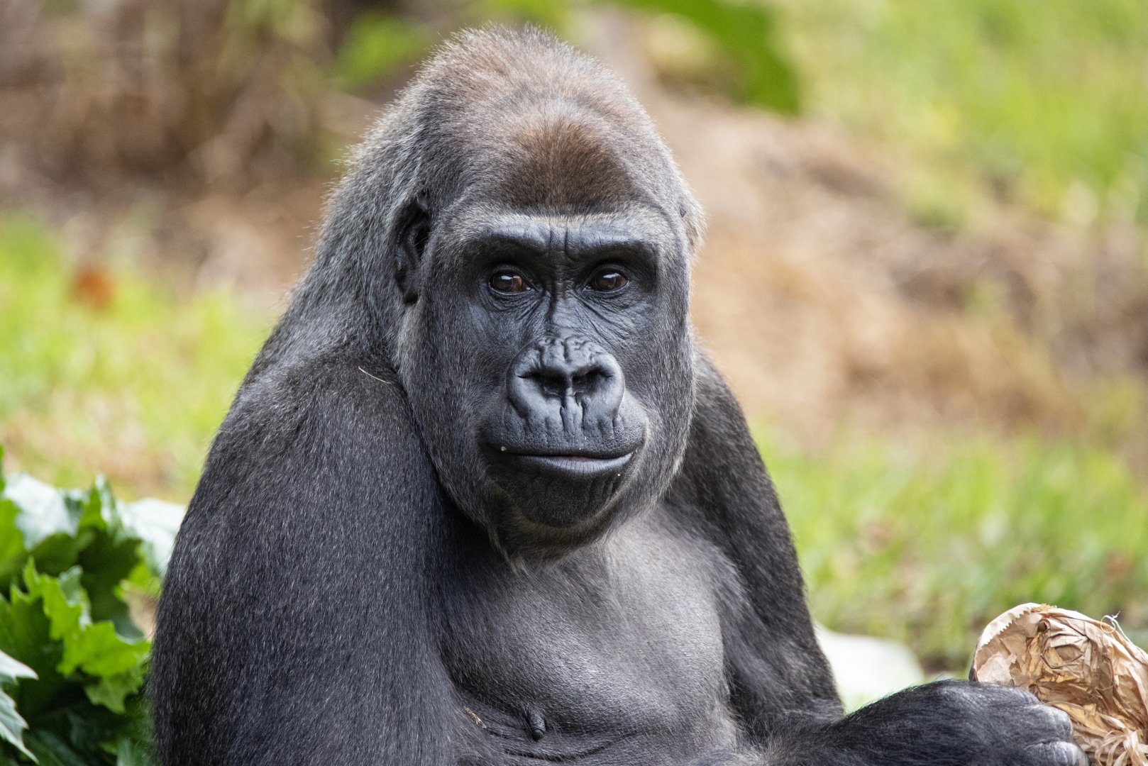 Western gorilla 'Kimya'