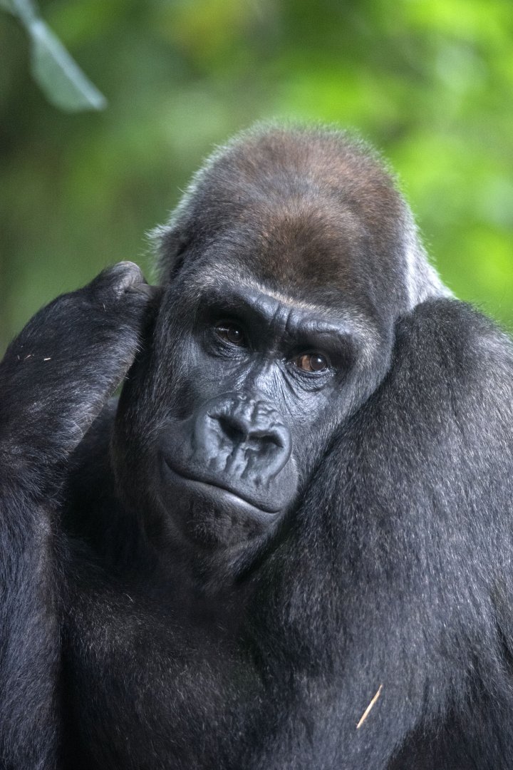 Western gorilla 'Kimya'