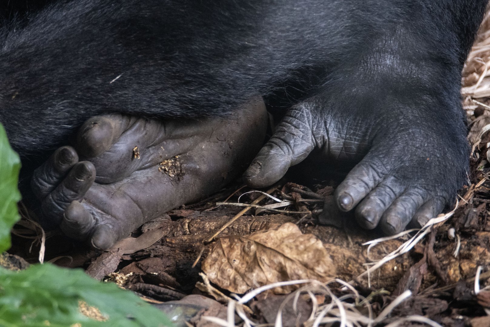 Western gorilla 'Kimya'