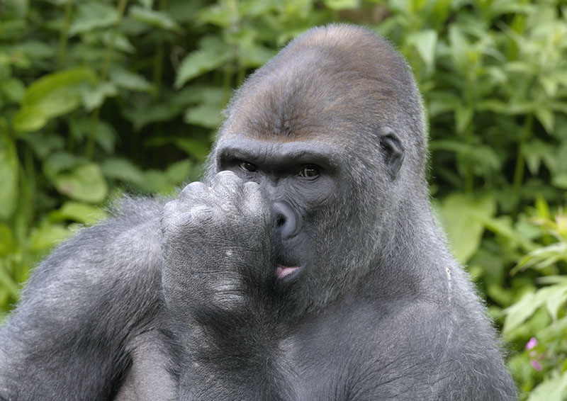 Western gorilla Kiondo sucking his thumb