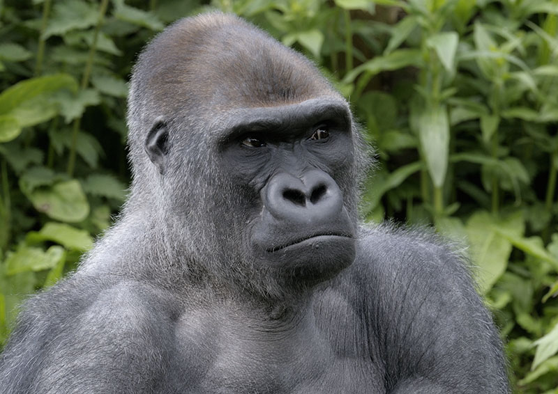 Western gorilla Kiondo