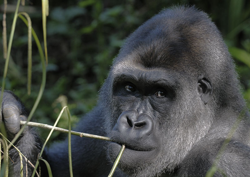 Western gorilla 'Kivu' feeding