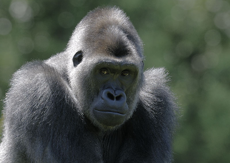 Western gorilla 'Kivu' posing