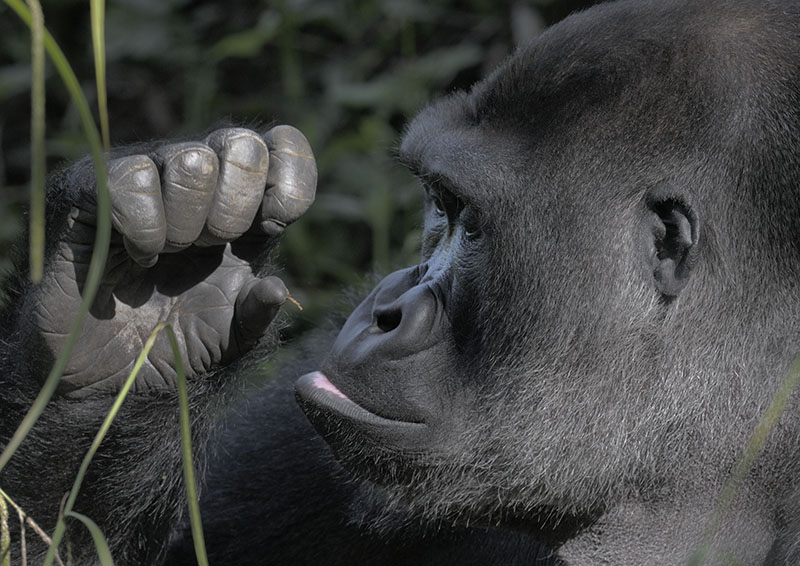 Western gorilla 'Kivu' spots a splinter
