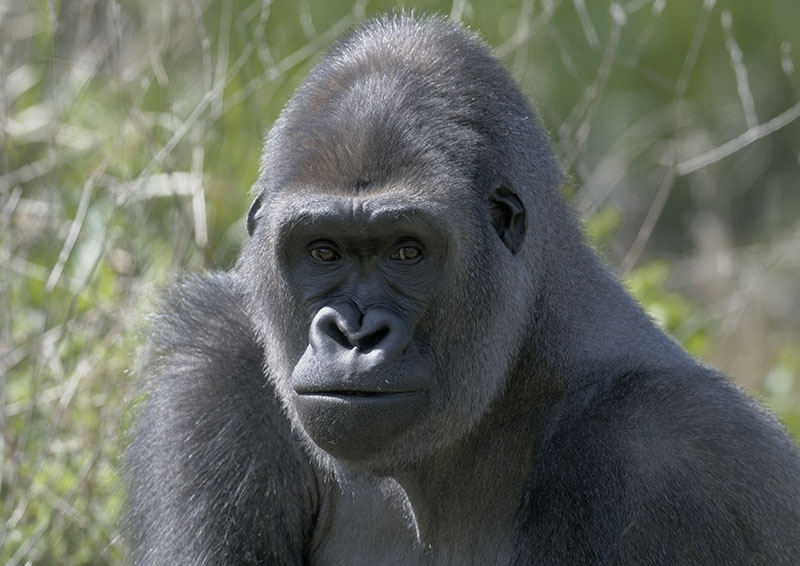 Western gorilla Kivu