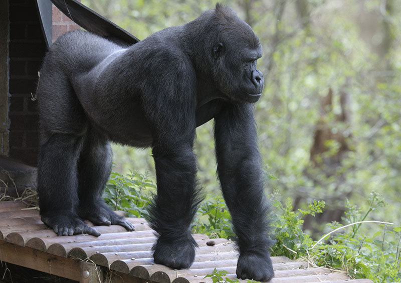 Western gorilla Matadi leaves the building