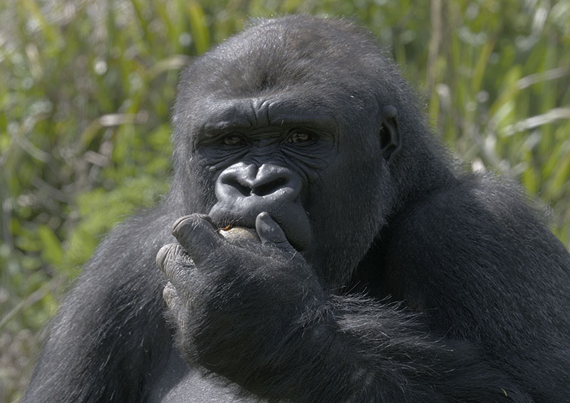 Western gorilla 'Matadi'