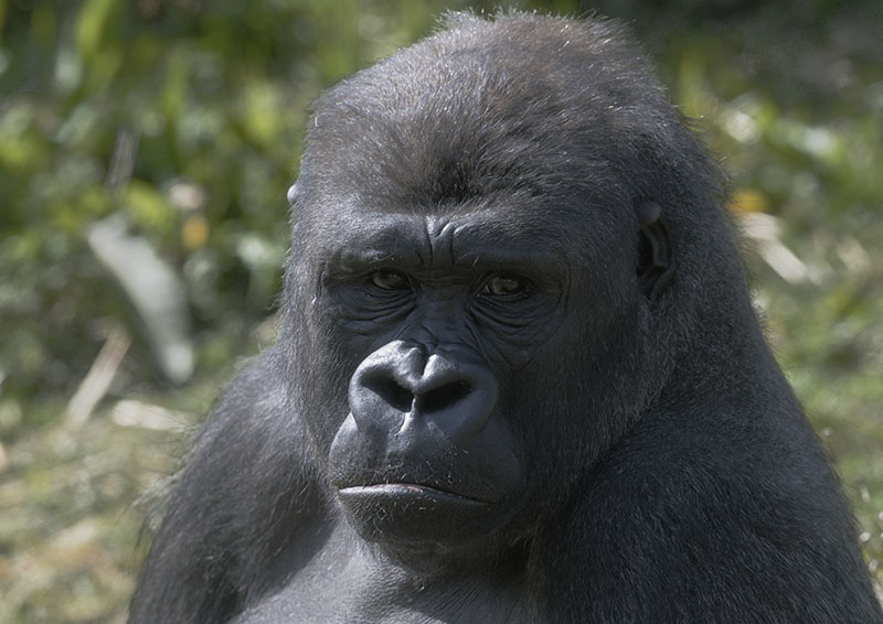 Western gorilla Matadi