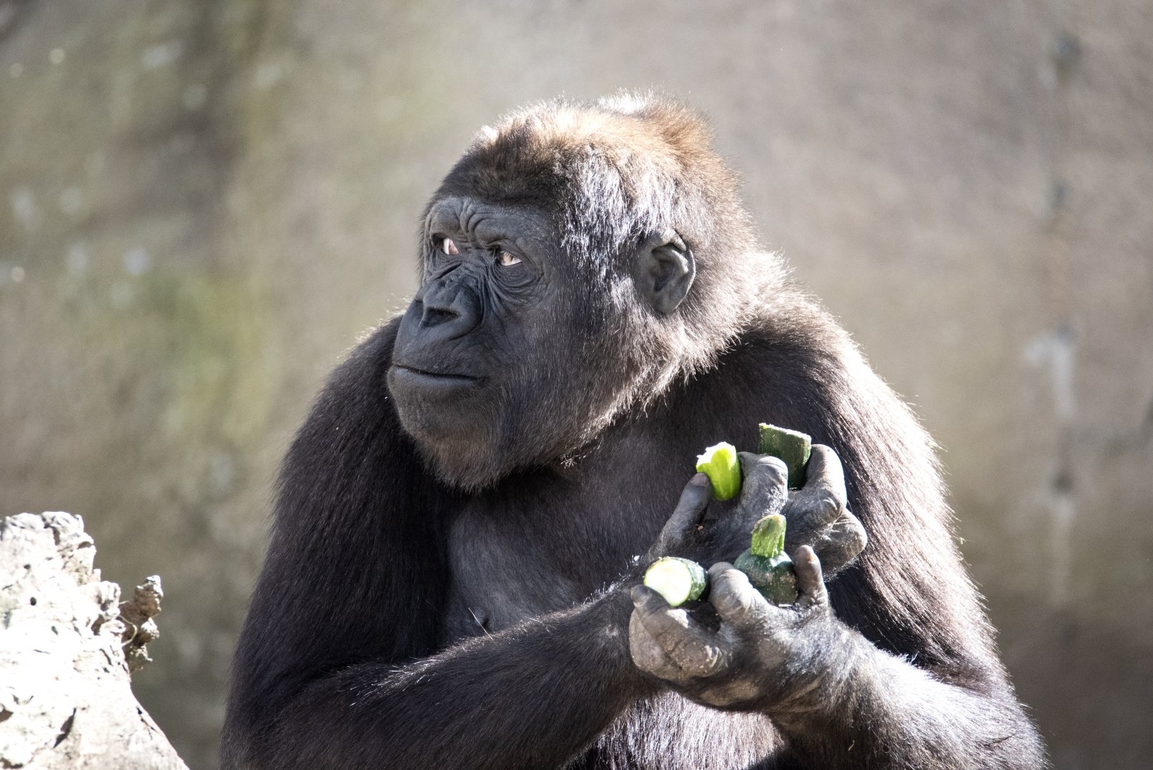 Western gorilla 'Mjukuu'