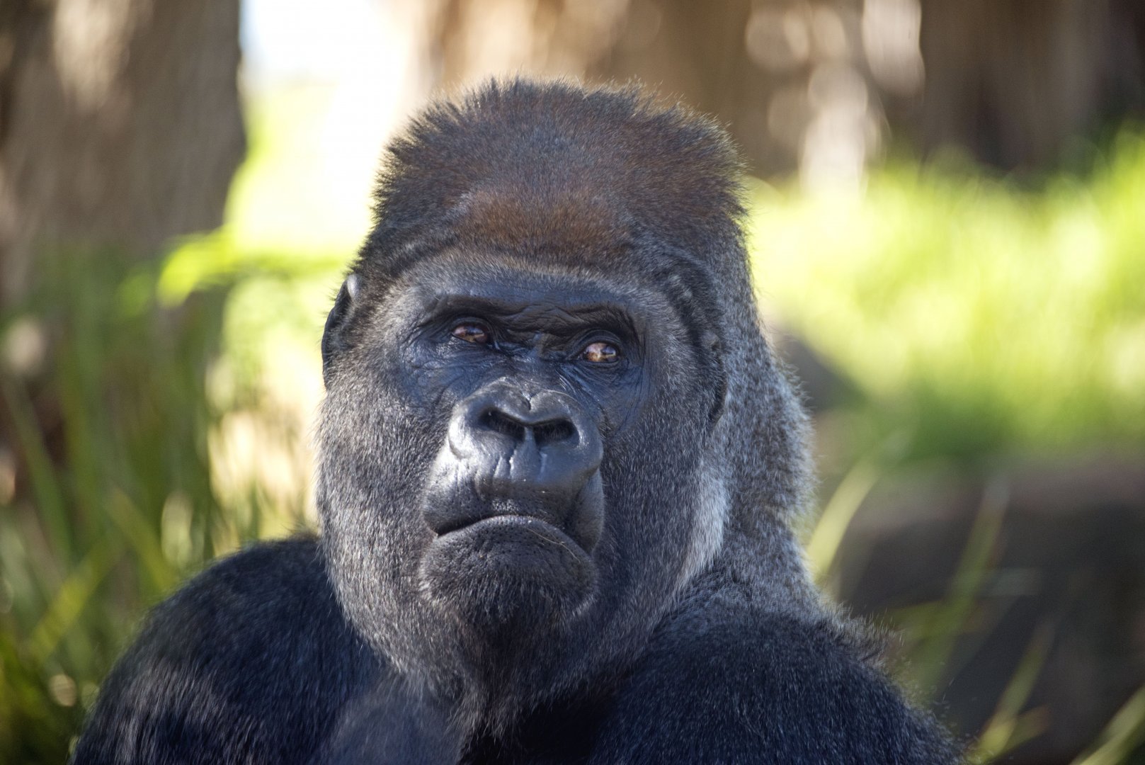 Western gorilla 'Motaba'