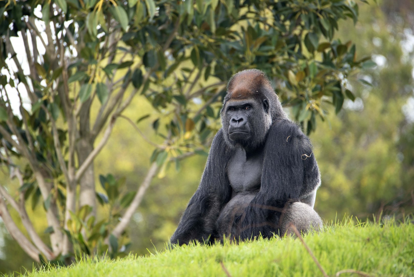 Western gorilla 'Motaba'