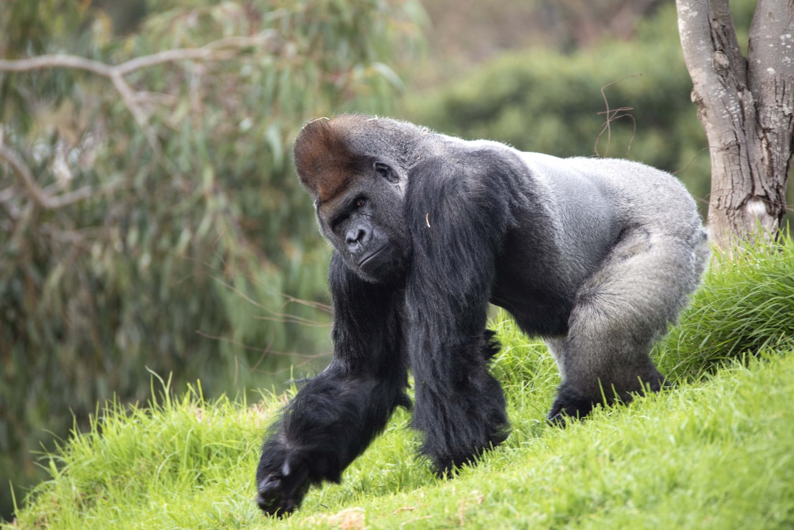 Western gorilla 'Motaba'