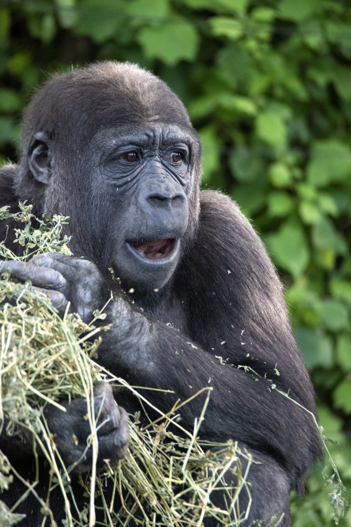 Western gorilla 'Mwamba'