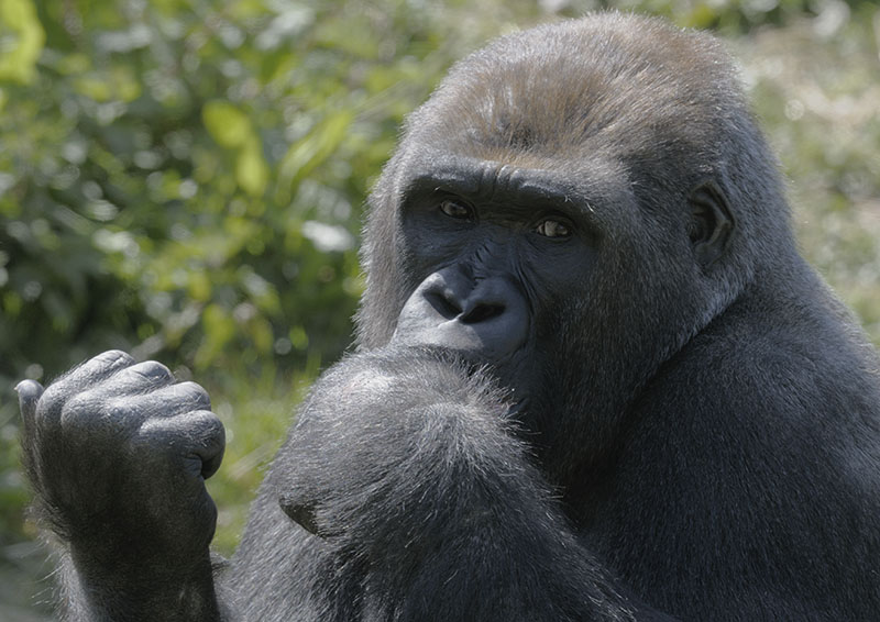 Western gorilla NDowe