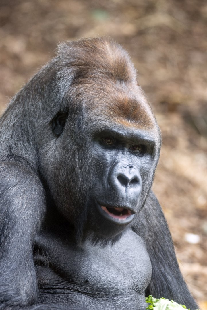 Western gorilla 'Otana'