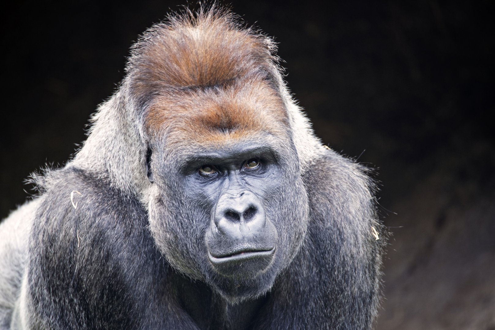 Western gorilla 'Otana'