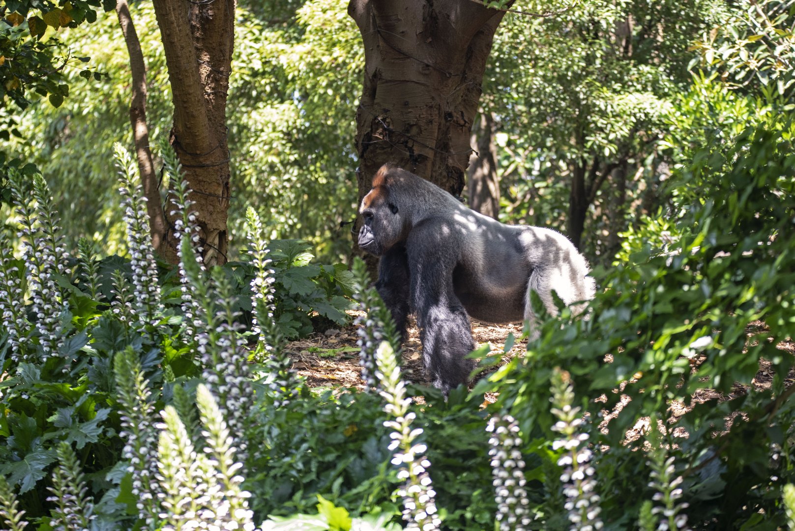 Western gorilla 'Otana'