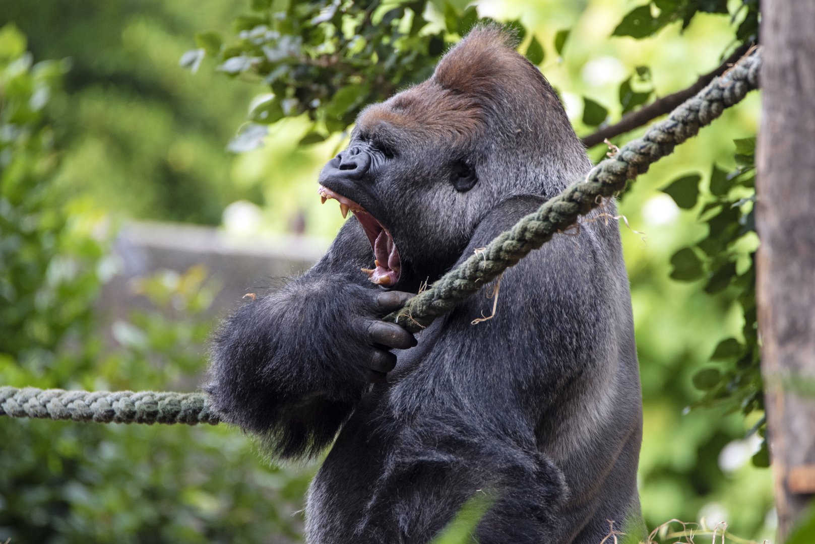 Western gorilla 'Otana'