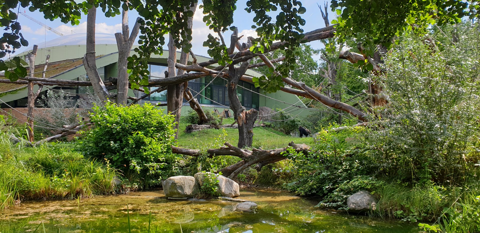 Western Gorilla outdoor