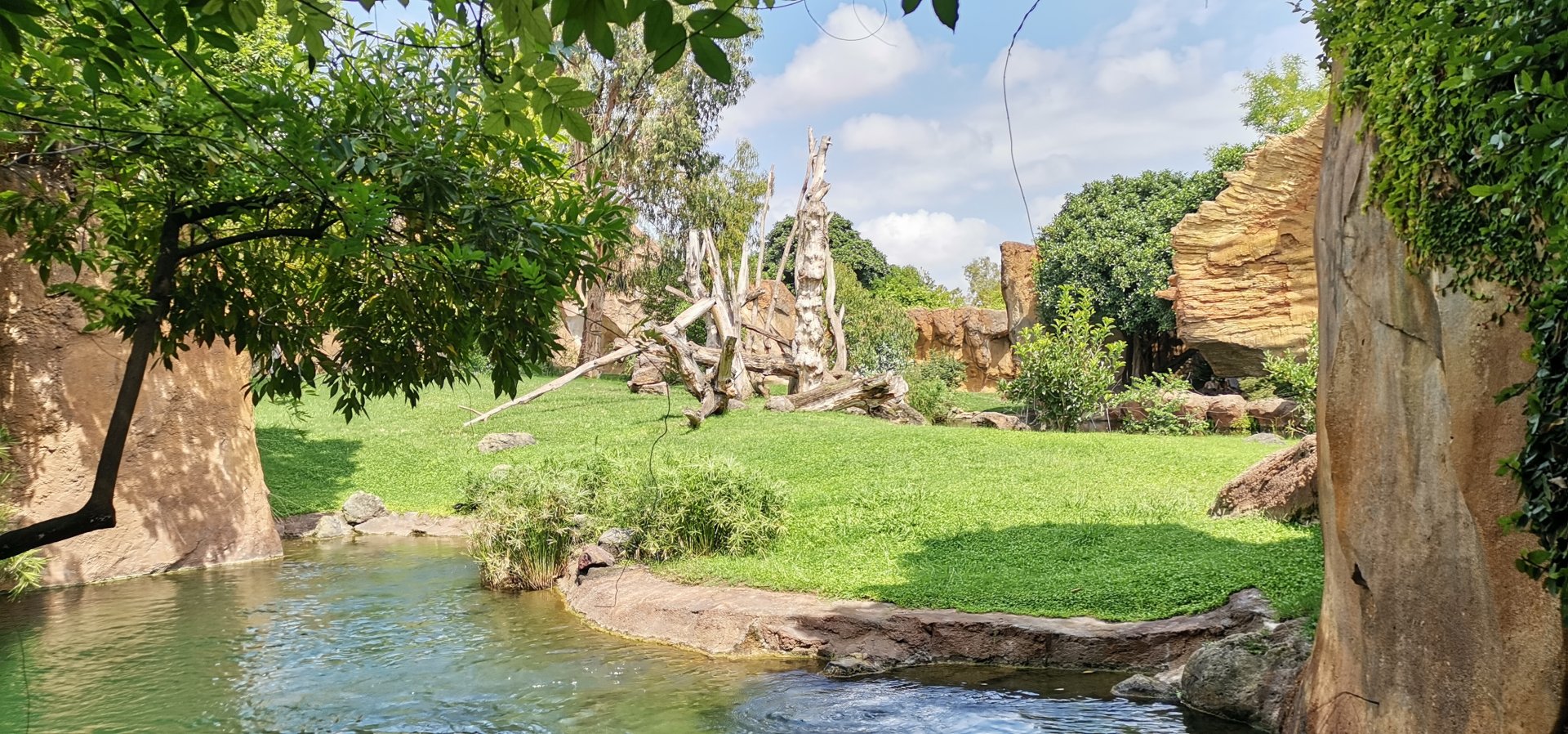 Western Gorilla outdoor