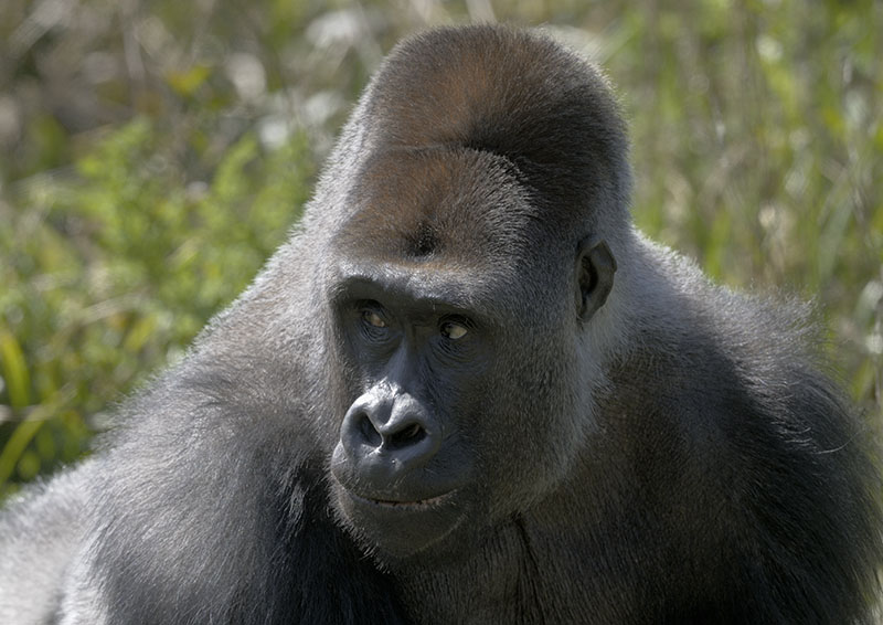 Western gorilla Pertinax