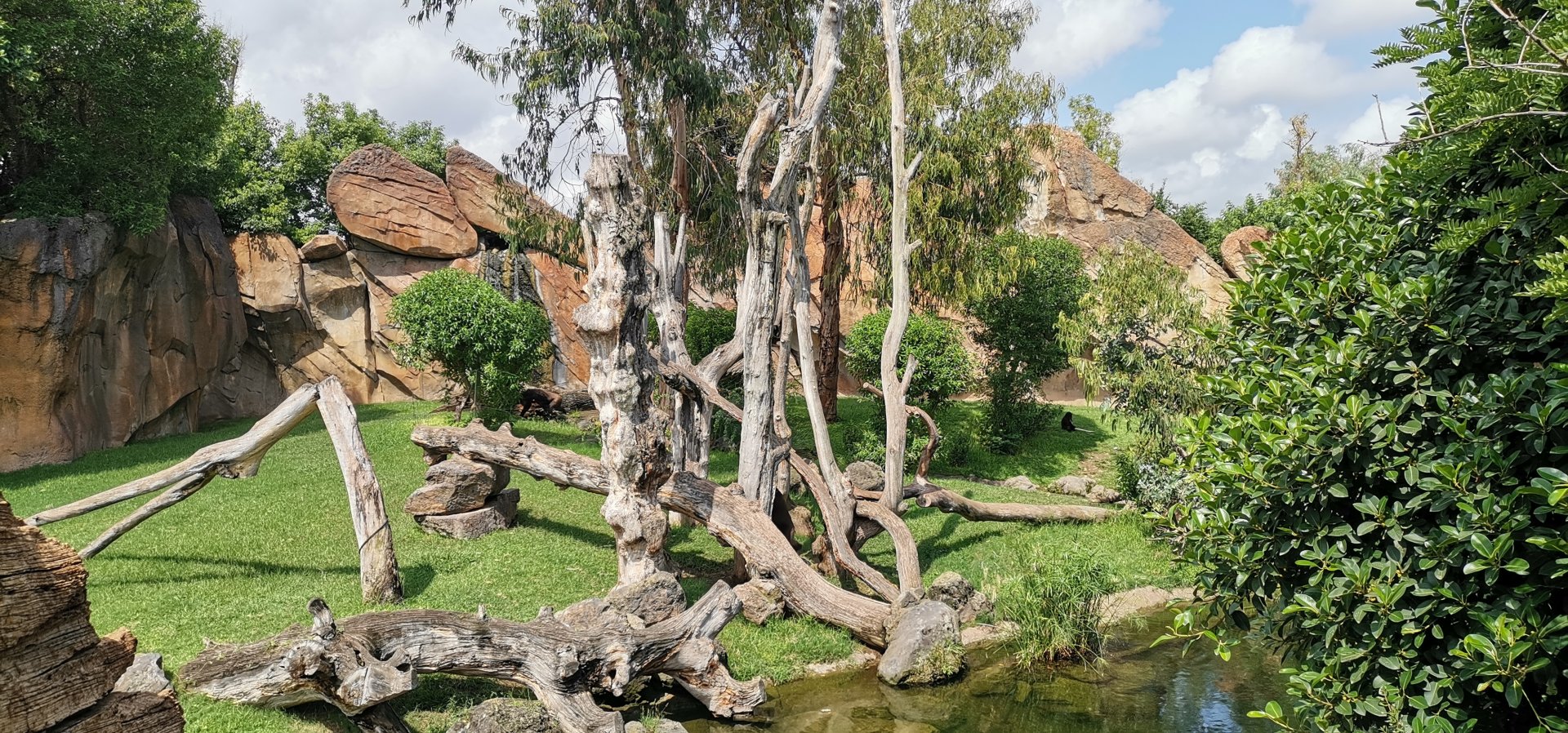 Western Gorilla / White-naped mangabey