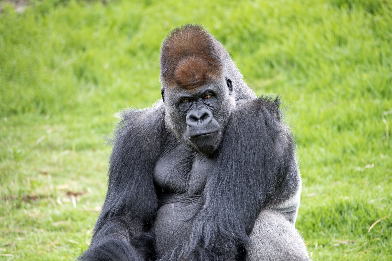 Western gorilla 'Yakini/Yadumu'