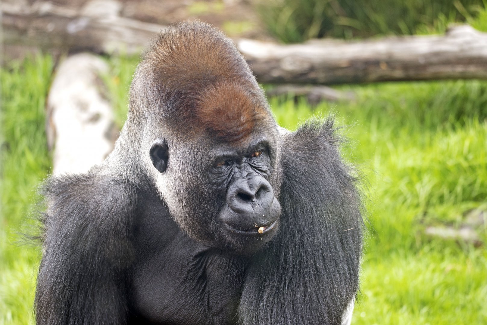 Western gorilla 'Yakini/Yadumu'