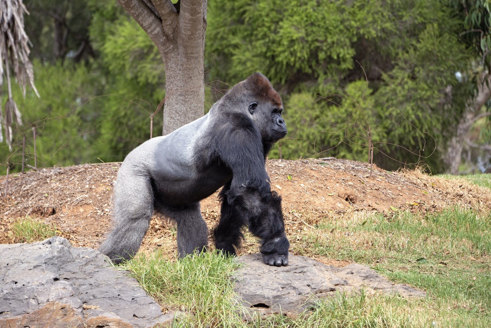Western gorilla 'Yakini'