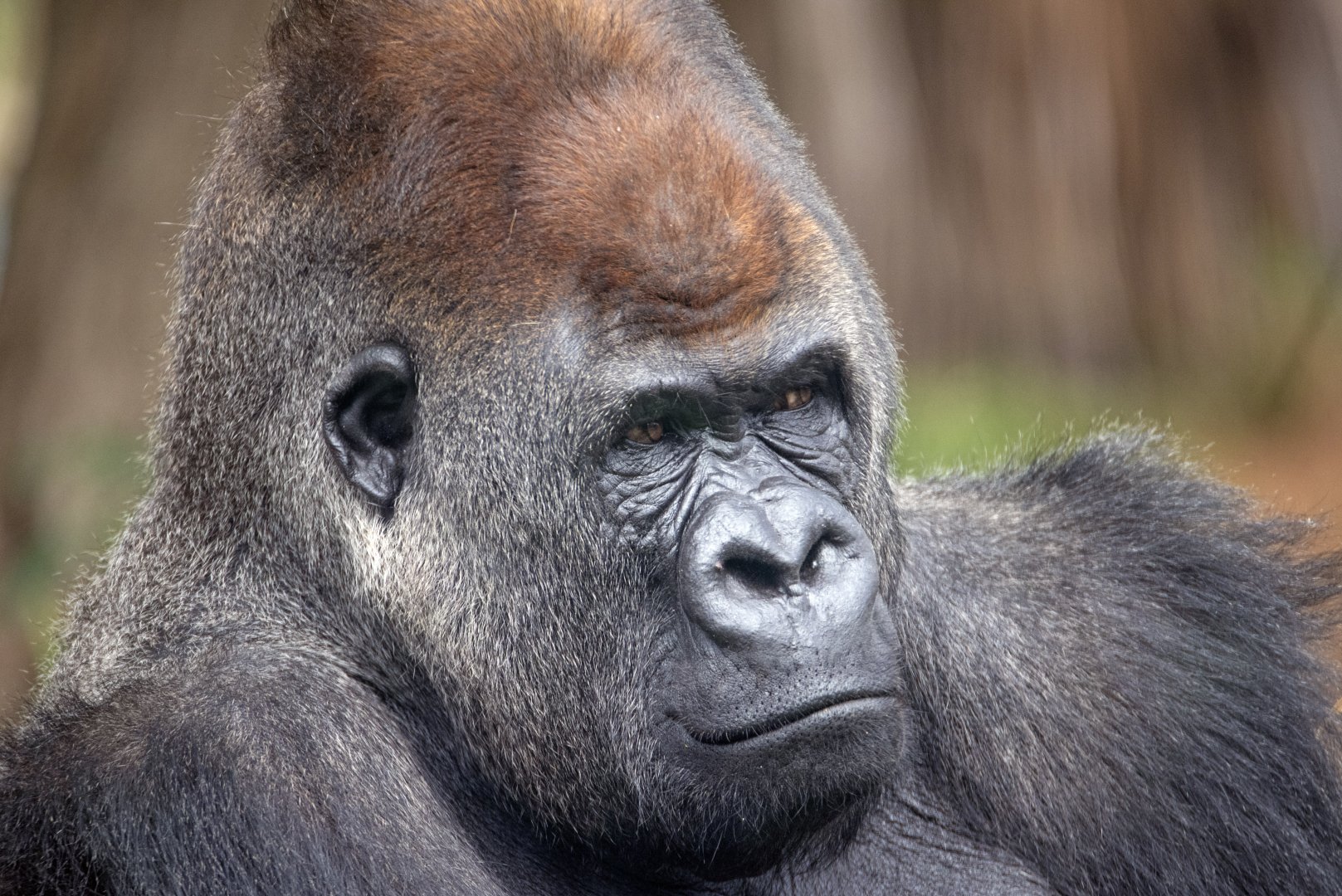 Western gorilla 'Yakini'