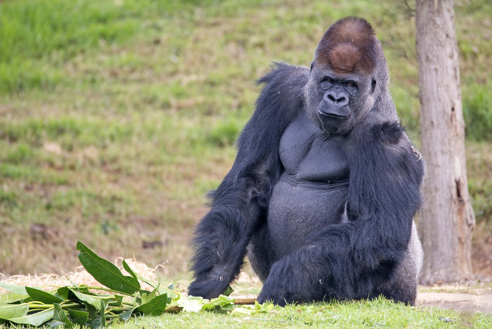 Western gorilla 'Yakini'