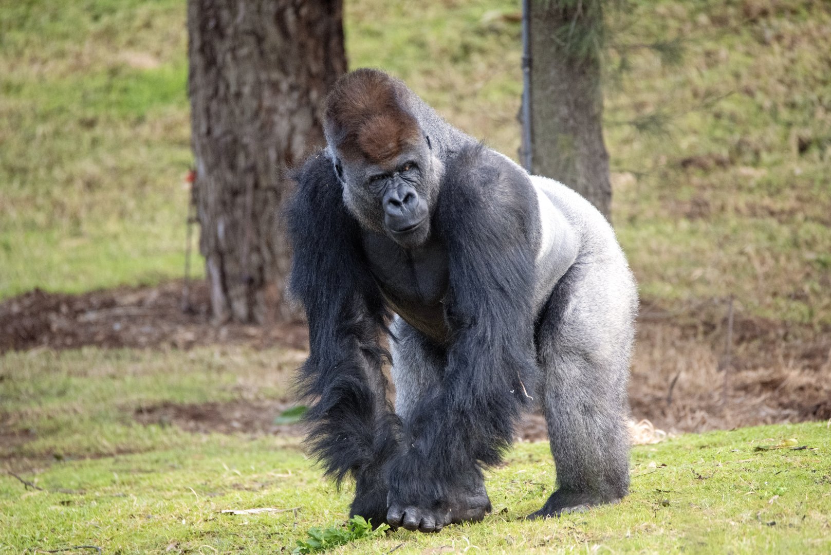 Western gorilla 'Yakini'