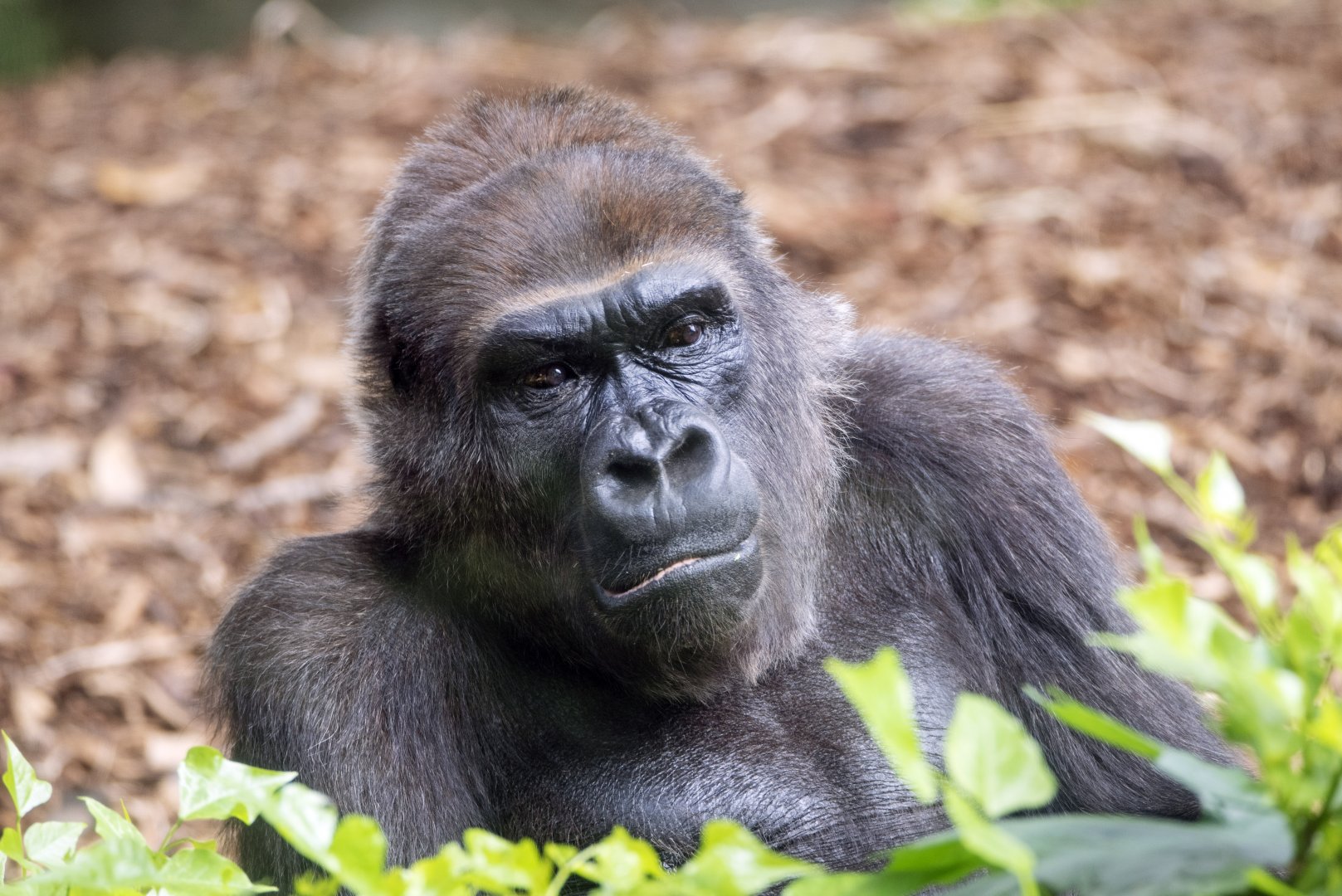 Western gorilla 'Yuska'